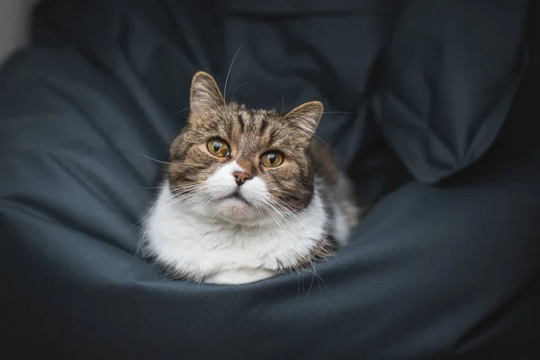 Кошка отдыхает на удобной бобовой кровати — стоковое фото