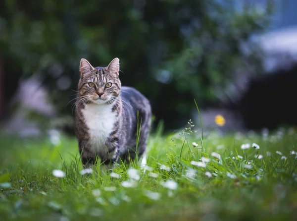 Kedi papatyalarla çayırda duruyor. — Stok fotoğraf