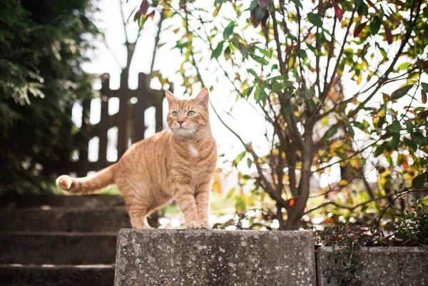 Ingwerkatze steht auf Vorgarten-Bordstein — Stockfoto