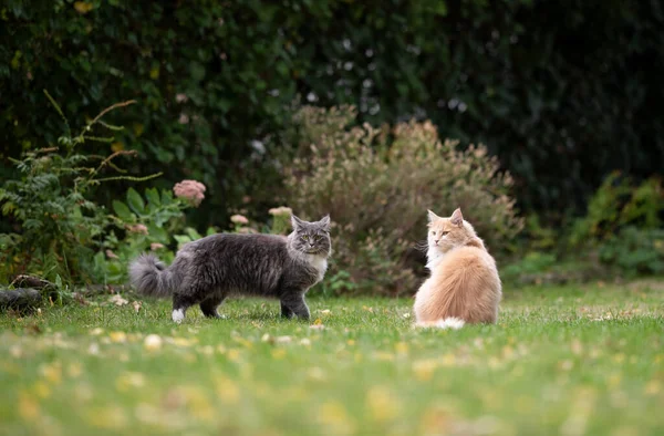 Two different colored mine coon cats in garden — Stock Photo, Image