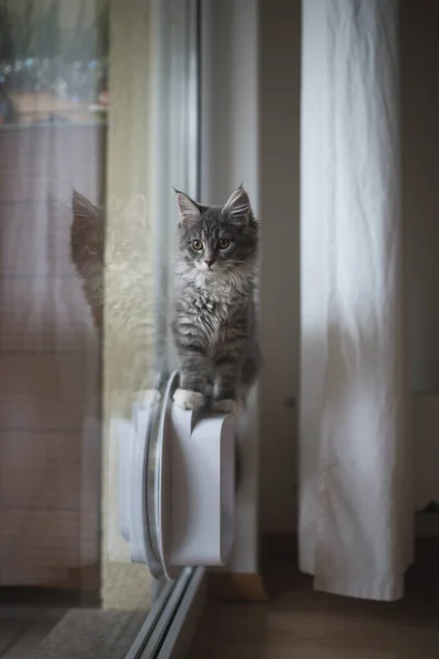 Котенок, стоящий на верхней части на кошачий лоскут в окне — стоковое фото