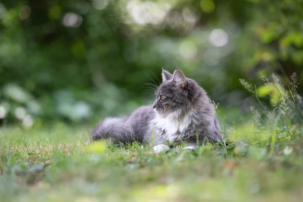 Maine coon cat descansando no prado observando o jardim — Fotografia de Stock