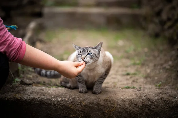 hand feeding cat with treats outdoors