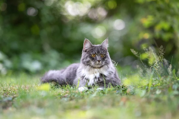 Maine γάτα ρακούν στηρίζεται στο λιβάδι παρατηρώντας τον κήπο — Φωτογραφία Αρχείου