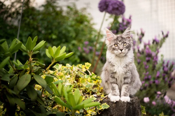 Nieuwsgierige maine coon kat buiten in de tuin met bloeiende planten — Stockfoto