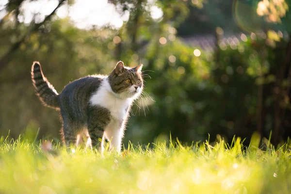 Tabby gato branco de pé no prado ensolarado — Fotografia de Stock