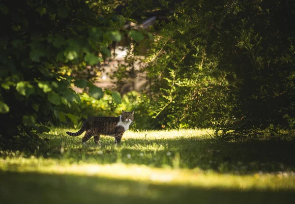 Gato em pé no jardim com folhagem exuberante — Fotografia de Stock