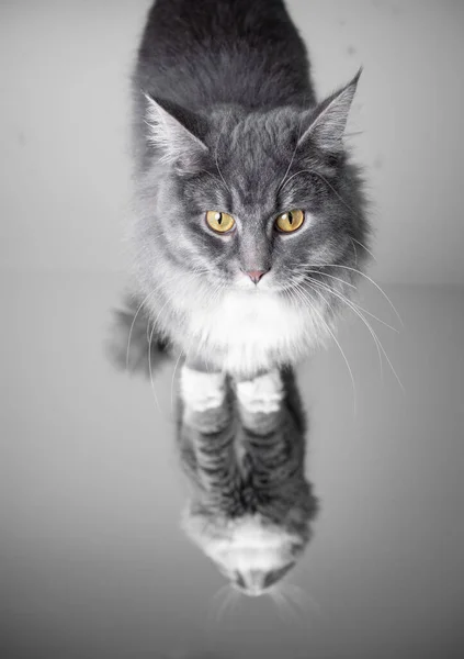 Maine coon gato de pie en espejo — Foto de Stock