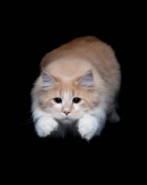 Мисливський кубинський кіт стрибає вночі — стокове фото
