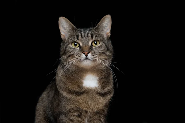 Retrato de gato tabby no fundo preto — Fotografia de Stock