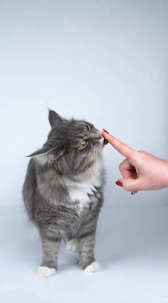 Niedliche Katze leckt Leckereien vom Finger — Stockfoto