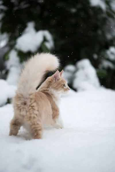 Schattig maine coon kitten staan in diepe sneeuw — Stockfoto