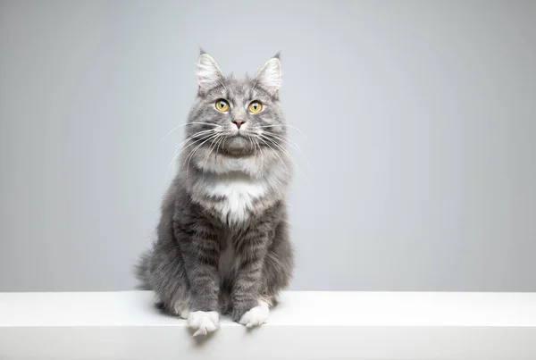 Cinza maine coon gato sentado na gaveta branca com espaço de cópia — Fotografia de Stock