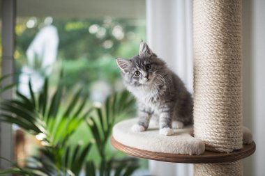 Kazı kazan kazan üzerinde şirin bir zenci kedi yavrusu.
