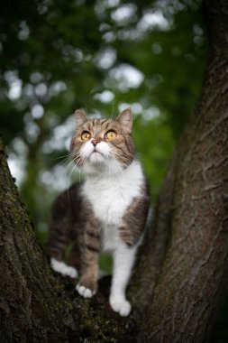 Tekir beyaz kedi ağaçta dikiliyor.
