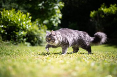 Maine Rakun Kedi, gün ışığında çömelmiş çimlerde yürüyor.