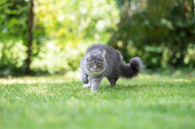 Maine Rakunu doğada çimlerde yürüyor.