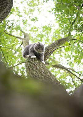 Maine Rakun Kedisi yüksek ağaçtan iniyor