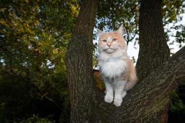 Maine Rakun Kedisi ağaçta oturuyor