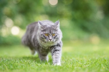 Maine Rakunu doğada çimlerde yürüyor.