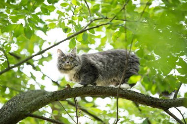 kedi yeşil yapraklarla yüksek ağaca tırmanıyor.