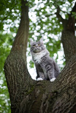 Maine Rakun Kedi ağaçta dikiliyor