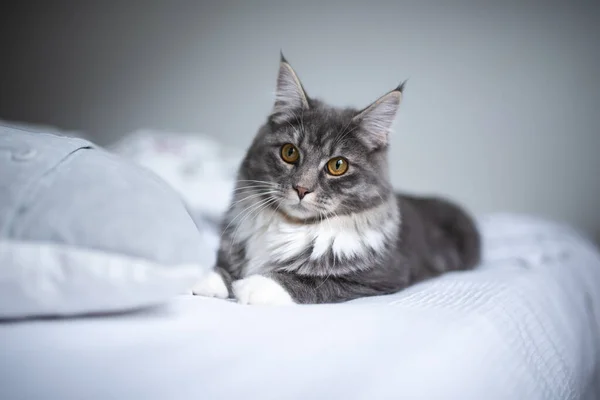 Maine coon kotek spoczywa na łóżku — Zdjęcie stockowe