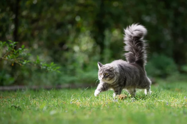 Cat with fluffy tail high up walking on lawn — Stock Photo, Image