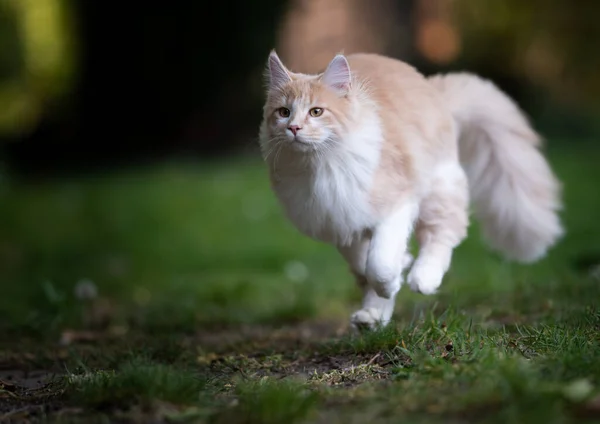 Cream white maine coon cat running through back yard — Stock Photo, Image