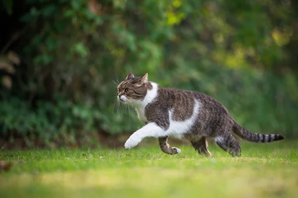 Tabby bílá kočka běží na dvorku — Stock fotografie