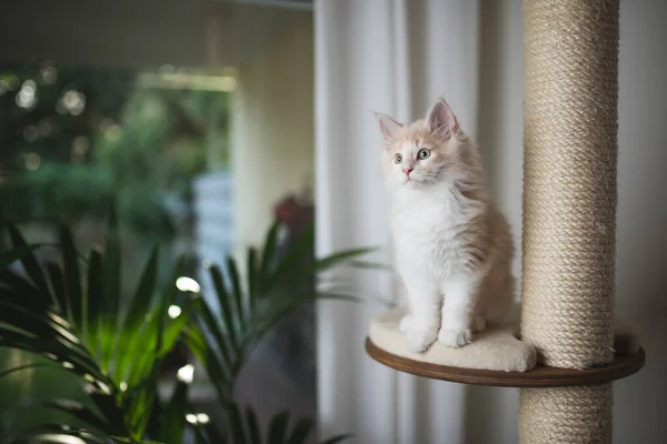 Милий кошеня кошеня кошеня на подряпині — стокове фото
