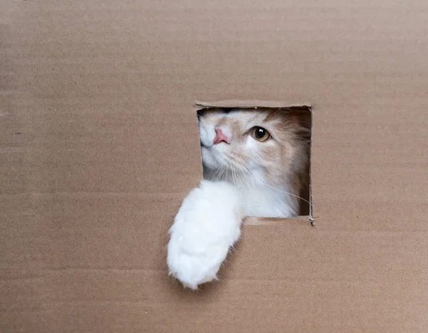 Cat looking out of window in cardboard box — Stock Photo, Image