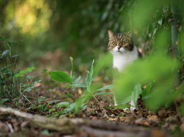 Gatto si nasconde dietro le piante osservando — Foto Stock