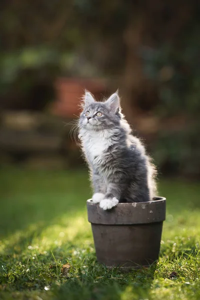 Gatinho bonito dentro do vaso da planta — Fotografia de Stock