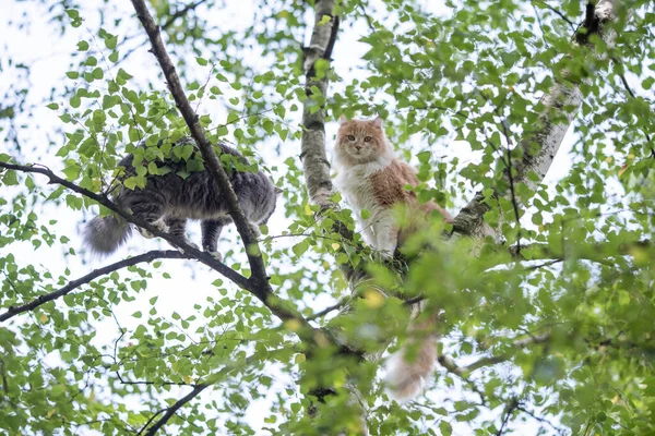 Två maine coon katter klättrar hög björk träd — Stockfoto