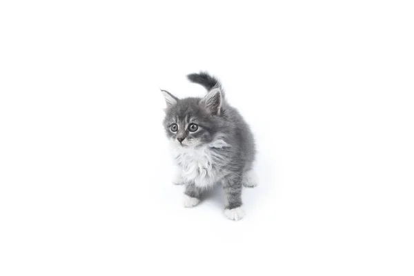 Blue tabby maine coon kitten studio shot on white background — Stock Photo, Image