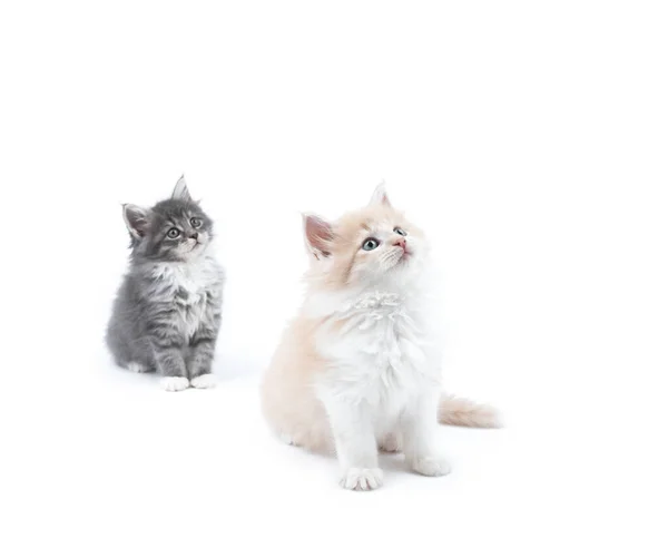 Two different colored curious maine coon kittens looking up — Stock Photo, Image