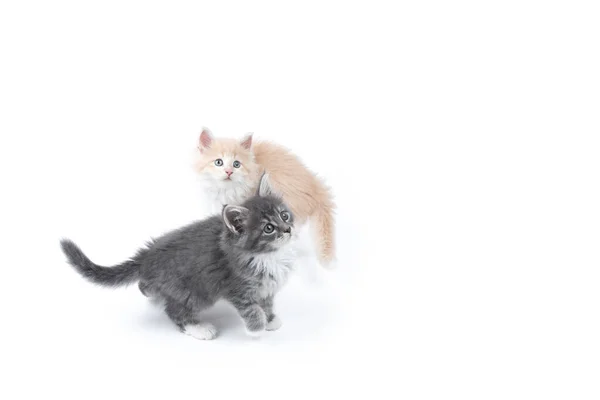 Deux chatons Maine coon de couleur différente sur fond blanc — Photo