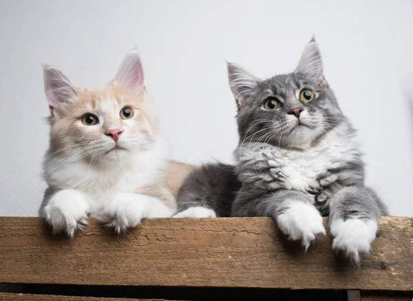 Two maine coon cat siblings portrait — Stock Photo, Image