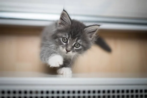Söt 8 vecka gammal mynta kattunge — Stockfoto