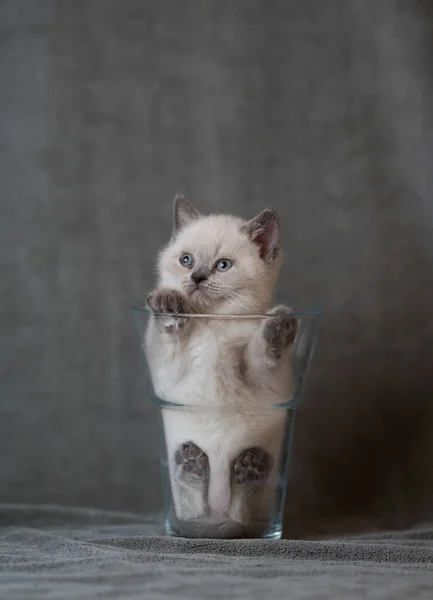 Britânico shorthair gatinho dentro de vaso de vidro — Fotografia de Stock