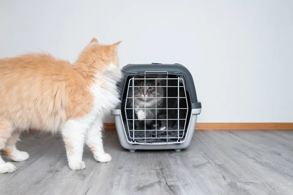 Gato dentro da caixa de transporte e outro gato fora assistindo — Fotografia de Stock