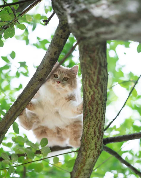 Neohrabaný maine mýval kočka šplhání na strom — Stock fotografie