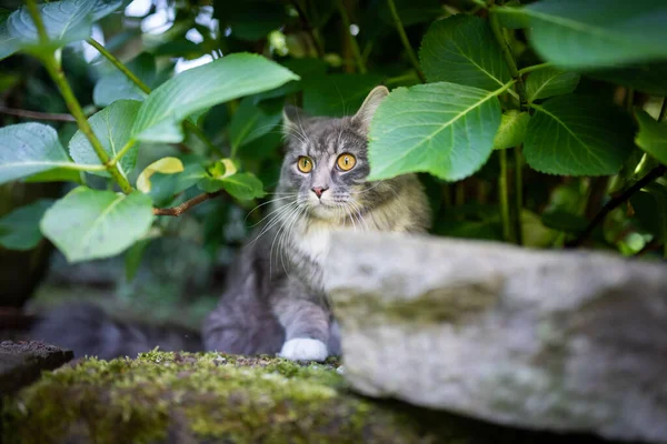 shy cat hiding behind plants outdoors