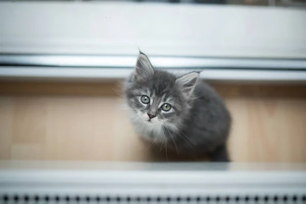 Maine coon gatinho na frente da janela olhando para cima — Fotografia de Stock