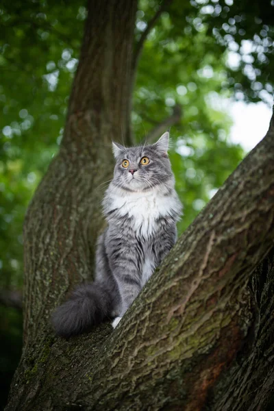 Maine coon gato de pie en árbol observando —  Fotos de Stock