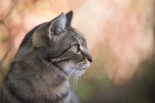 Tabby katt utomhus profil porträtt med kopia utrymme — Stockfoto