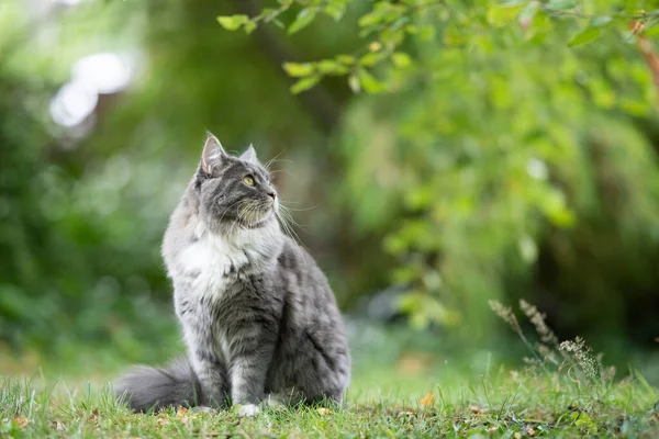 Maine Rakun Kedi bahçede oturmuş bitkilere bakıyor. — Stok fotoğraf