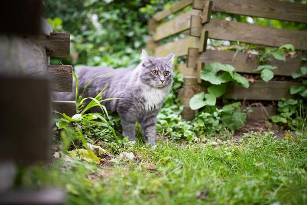 Neugierige Katze im Garten mit Komposthaufen — Stockfoto