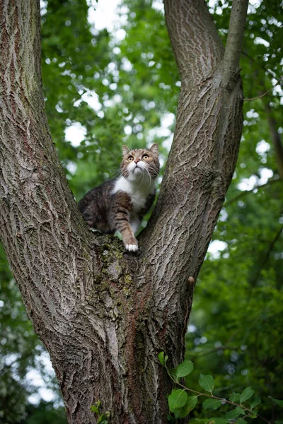 Tabby bílá kočka stojící na stromě pozorování — Stock fotografie